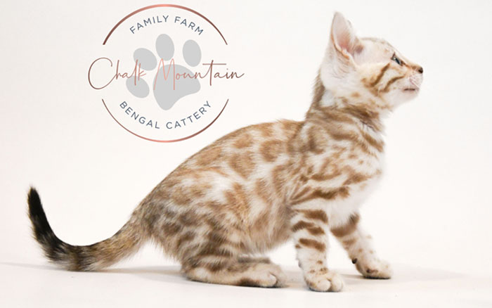 Bengal kitten for sale
